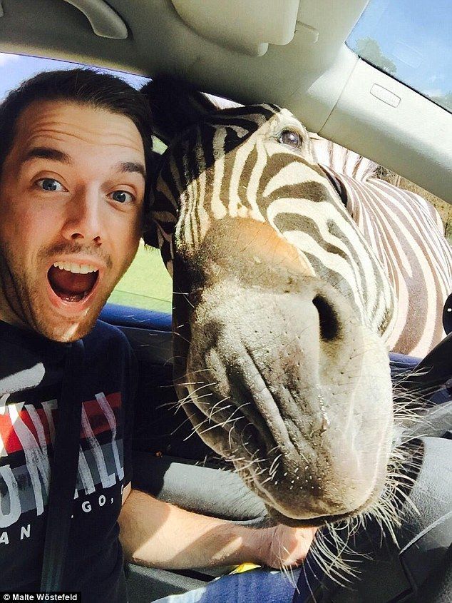 Zebra